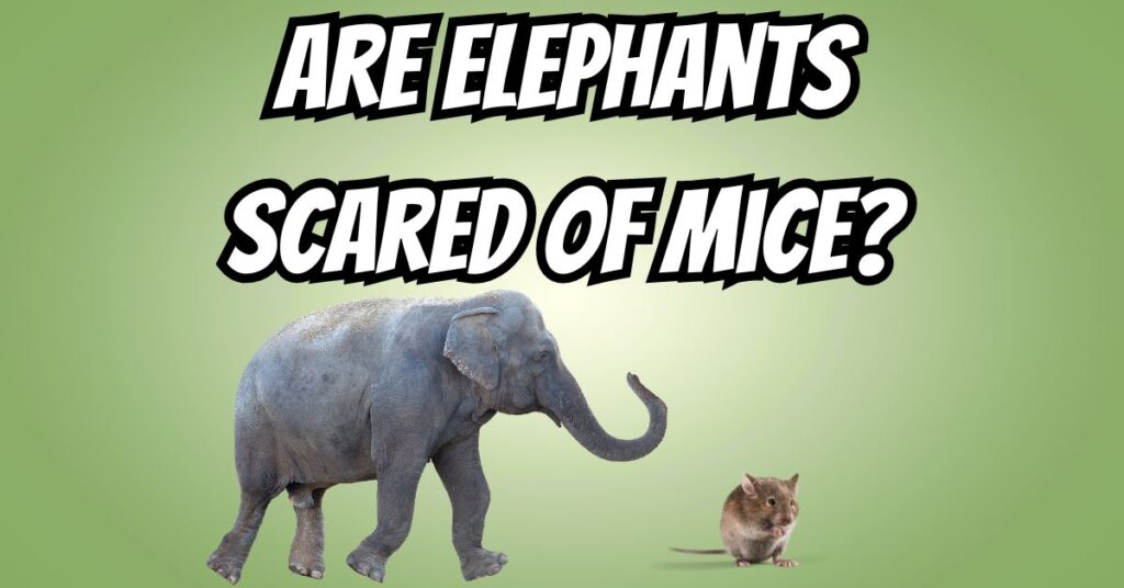 Are Elephants Scared of Mice