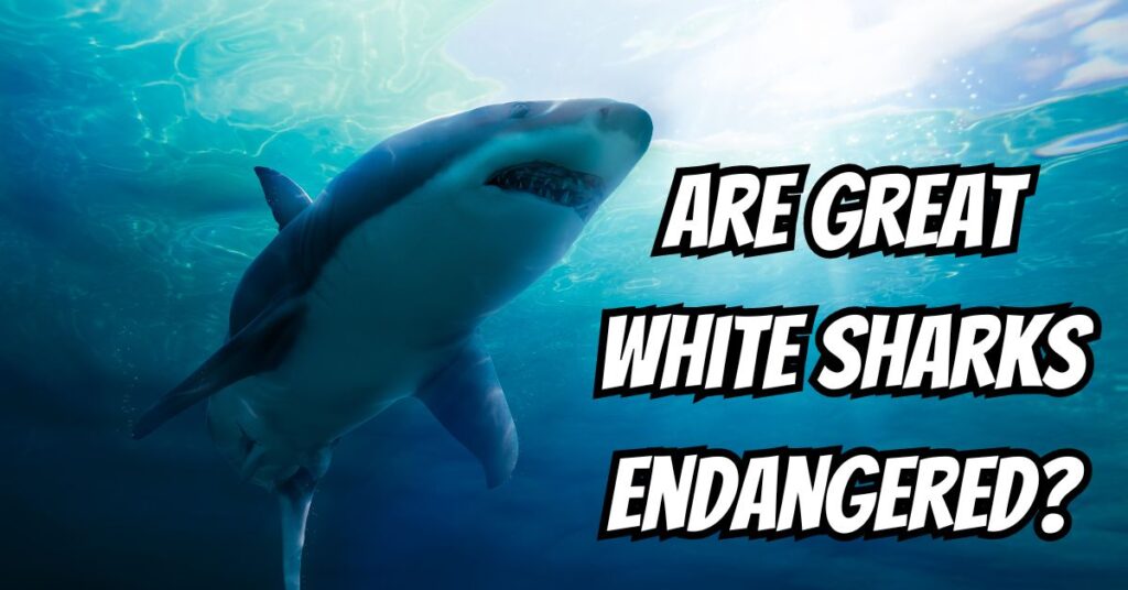 Are Great White Sharks Endangered