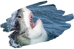 Are Great White Sharks Endangered Shark Image 1