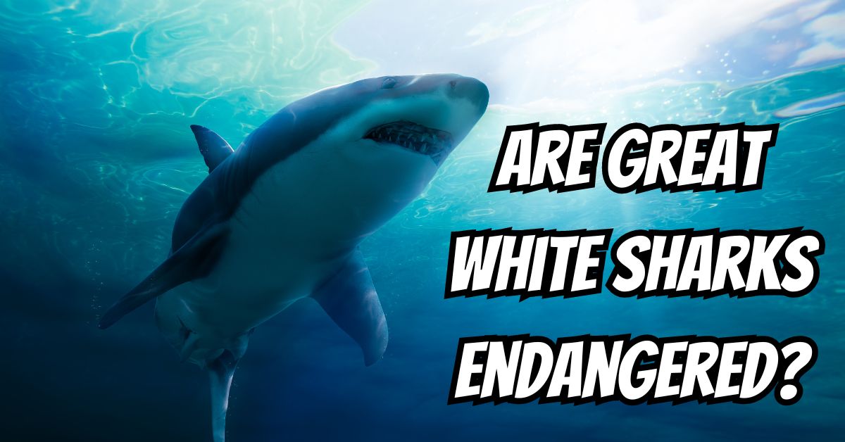 Are Great White Sharks Endangered? - Beast Bits