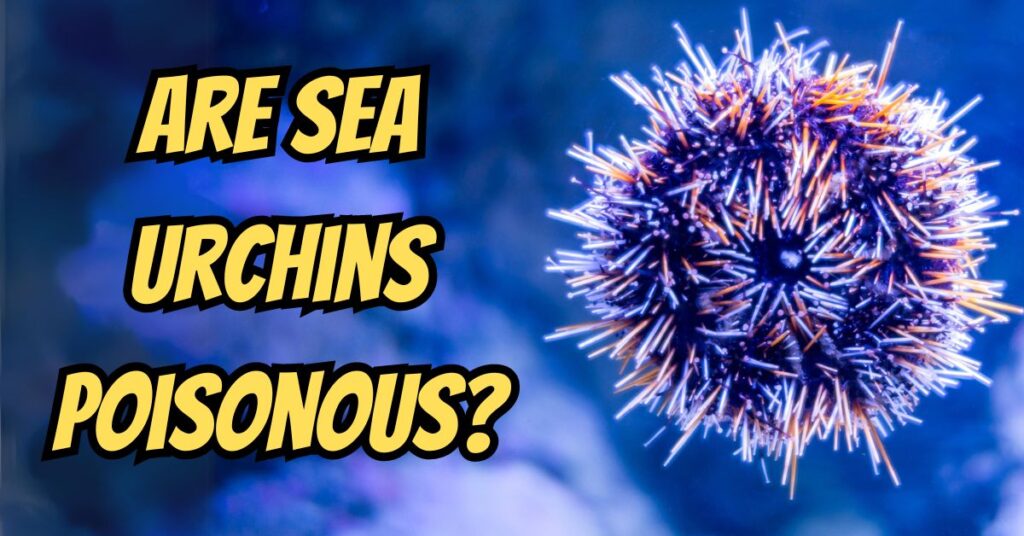 Are Sea Urchins Poisonous