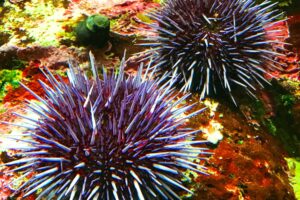 Are Sea Urchins Poisonous - Spiky Urchin 2