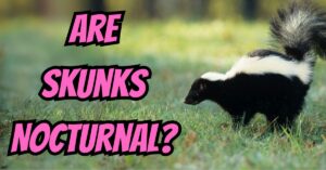 Are Skunks Nocturnal