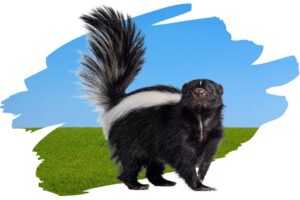 Are Skunks Nocturnal - Skunk 1