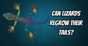 Can Lizards Regrow Their Tails