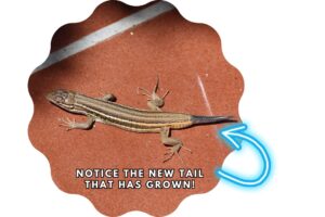 Can Lizards Regrow Their Tails - Gecko With New Tail