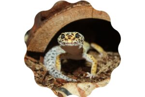 Can Lizards Regrow Their Tails - Pet Leopard Gecko