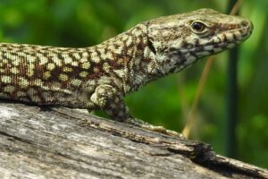 Can Lizards Regrow Their Tails on Branch