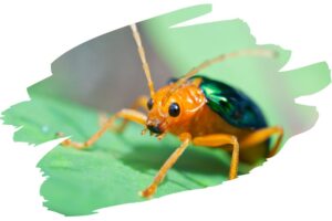 Coolest Animal Defense Mechanisms - Bombardier Beetle