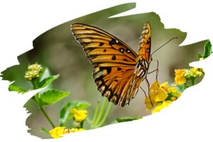 Coolest Animal Defense Mechanisms - Butterfly