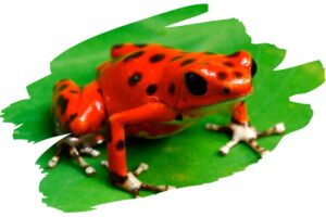 Coolest Animal Defense Mechanisms - Colorful Dart Frogs