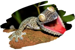 Coolest Animal Defense Mechanisms - Gecko