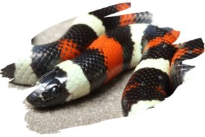 Coolest Animal Defense Mechanisms - Milk Snake