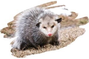 Coolest Animal Defense Mechanisms - Opossums