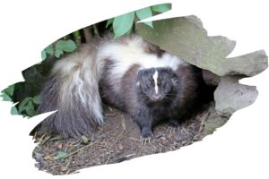 Coolest Animal Defense Mechanisms - Skunk