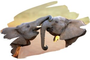 Elephants Scrared - Elephant Image
