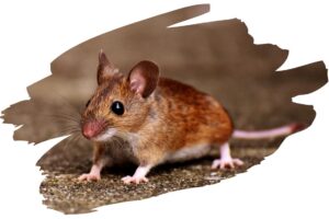 Elephants Scrared -Mouse Image
