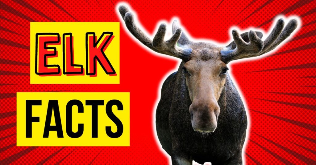 Elk Facts YouTube Blog