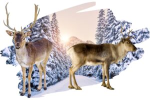 How Do Reindeer Protect Themselves - 2 Reindeer