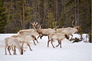 How Do Reindeer Protect Themselves - Reindeer Herd