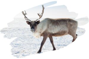 How Do Reindeer Protect Themselves - Reindeer in Snow