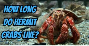 How Long do Hermit Crabs Live