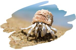 How Long do Hermit Crabs Live - Hermit Crab 2