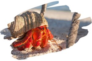 How Long do Hermit Crabs Live - Hermit Crab 3