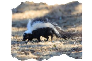 How do Skunks Help the Environment - Skunk 1