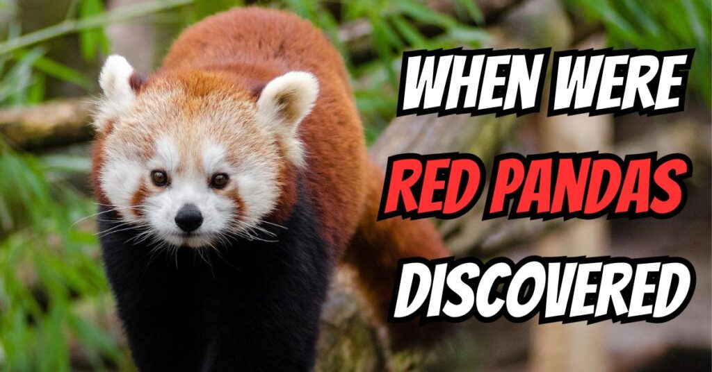 When Were Red Pandas Discovered