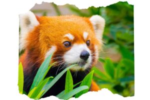 When Were Red Pandas Discovered Panda In The Wild 1