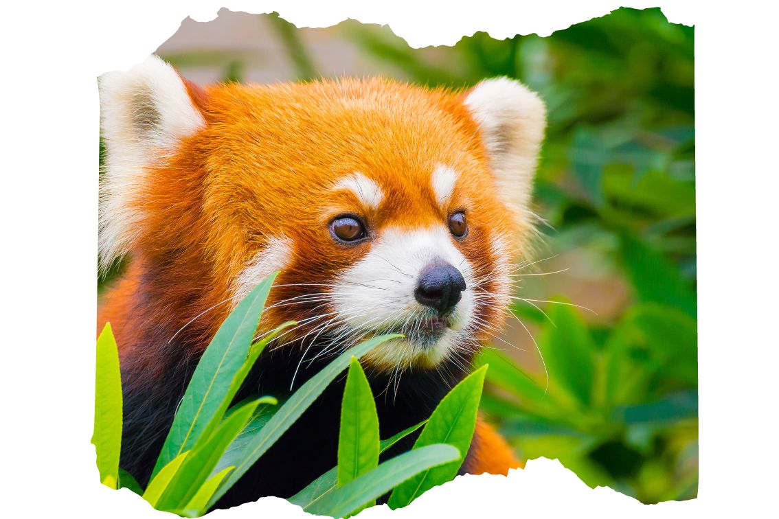 When Were Red Pandas Discovered The Exciting Revelation Beast Bits When Were Red Pandas Discovered The Exciting Revelation Beast Bits