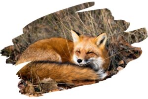 Why Animals Have Tails - Red Fox