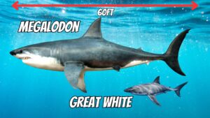 great white shark facts slide