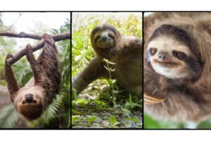 Fun Facts About a Sloth - Are Sloths Dangerous