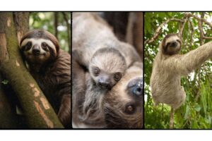 Fun Facts About a Sloth - Are Sloths Endangered