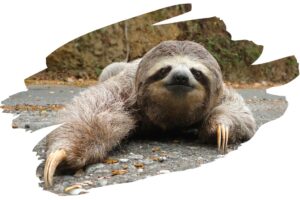 Fun Facts About a Sloth - Sloth 1