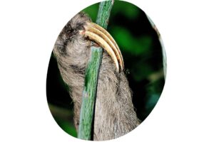 Fun Facts About a Sloth - Sloth Claws