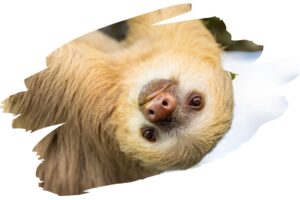 Fun Facts About a Sloth - What Do Sloths Eat 1