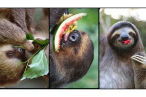 Fun Facts About a Sloth - What do Sloths Eat